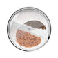 Intelligent food dispenser with cat recognition CatLink F03 Standard